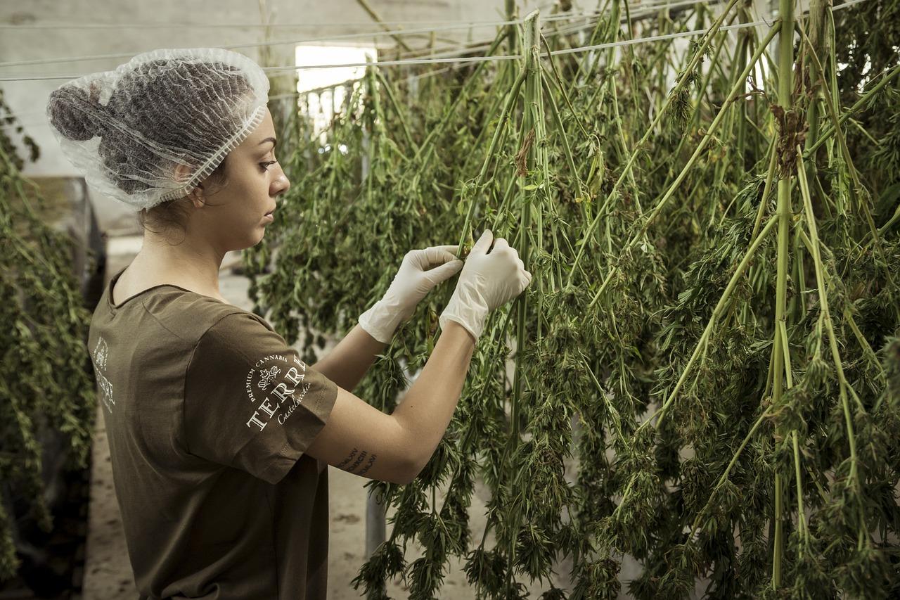 CBD en parapharmacie Leclerc : ce qu'il faut savoir